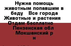 Нужна помощь животным попавшим в беду - Все города Животные и растения » Отдам бесплатно   . Пензенская обл.,Мокшанский р-н